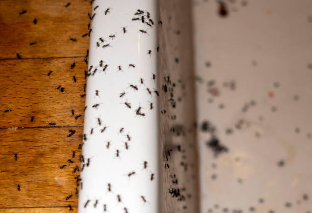 Best Pest Control Cost  in Summersville, WV