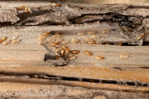 Best Affordable Pest Control Services  in Summersville, WV