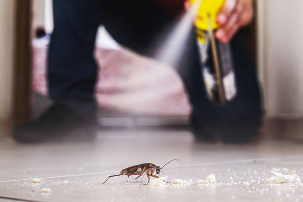 Best Mosquito Control Services  in Summersville, WV