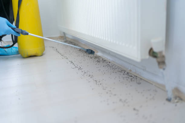 Best Termite Control Services  in Summersville, WV