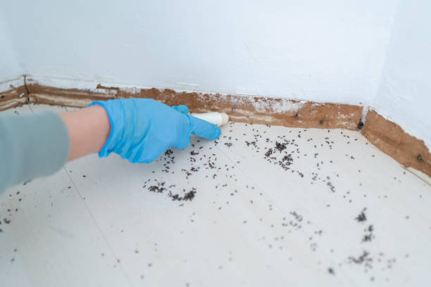 Best Ant Control Services  in Summersville, WV
